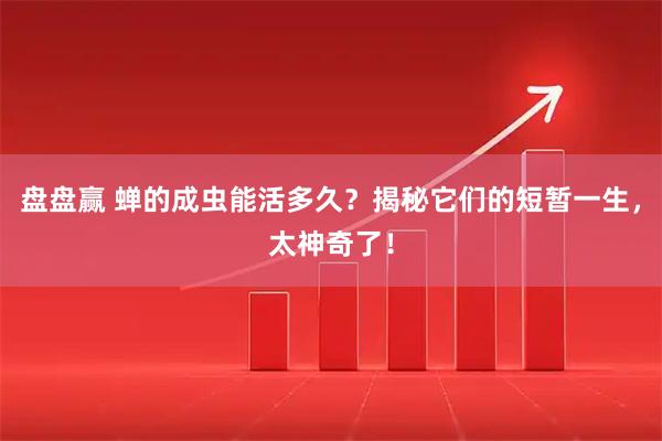 盘盘赢 蝉的成虫能活多久？揭秘它们的短暂一生，太神奇了！